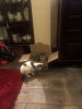 lolas cardboard box.JPG