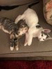 Cgarlie & Lola sofa.JPG