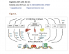 Epigenetics graph.png