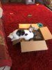 cardboard box.JPG