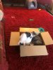 box.JPG