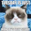 wpid-funny-cat-meme-work-21a.jpg
