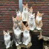 cat group 2.jpg