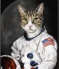 spacesuitcat.jpg