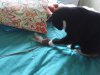 catmouse3.jpg