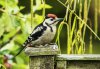 GS%20Woodpecker%203%20%20(juvenile)%20-%2007.06.2017.jpg