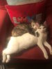 charlie & Loal chair.JPG