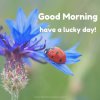 Good-morning-on-beautiful-image-of-blue-flower-and-a-lady-bug-600x600.jpg