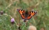 butterfly1.jpg
