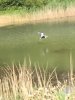 Heron In Flight.jpg