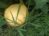 IMG_20200814_163630.jpg