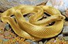 snake.jpg