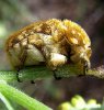 gold haired fruit chafer.jpg