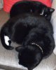 001 pebbles and Sonny.jpg