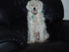 Dogs 011.jpg