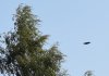 Ufo2.jpg