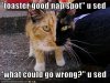 toasterkitty.jpg