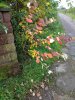 IMG_20201016_114521145_compress74.jpg