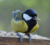 Tit.jpg