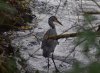 Heron.jpg