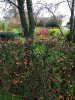 IMG_20201121_113403013_compress39.jpg