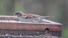 DSC_0783.jpg