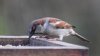 DSC_0786.jpg