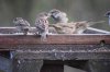 DSC_0788.jpg