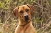 rhodesianridgeback.jpg