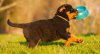rottweiler.jpg