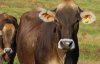brown-swiss.jpg