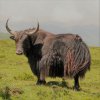 yak.jpg