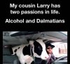 dalmations.jpg