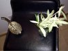 ImageUploadedByDCUK Forum1414052314.944589.jpg