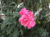 ImageUploadedByDCUK Forum1414127671.716250.jpg