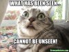 omg funny animals cat 3.jpg