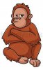 orangutan.jpeg