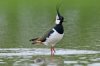 lapwing.jpeg