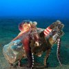 octopus in garden.jpeg