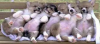 upload_2022-7-11_9-15-38.png