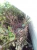 IMG_20220808_180741.jpg