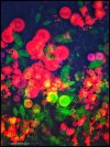 9F0CECB9-855C-4116-AEB7-400617FD6955.jpeg