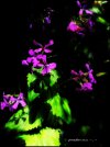 IMG_0780.jpeg