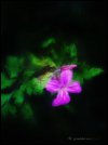IMG_1105.jpeg