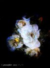 IMG_1470.jpeg