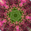 IMG_1954.jpeg