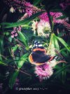 IMG_2049.jpeg