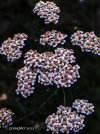 IMG_2097.jpeg