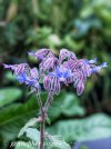 IMG_2616.jpeg