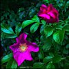 IMG_2858.jpeg